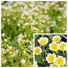 1800 Pieces Wild Foam Seeds - Unique White And Yellow Flowers - Non-Living Plants On , Vegetable Seeds, Hosta Plants, Live Plants, Garden Plants, Flowers For Outside, Semillas De Flores Para Sembrar, Garden , All  Live Plants, No Seeds, Live Plants, Garden Plants For Outside, Mosquito Repellent, Outdoor Garden, Perennial Plants, Seeds For Planting, Live Plants On , No Seeds, Perennial Flower Seeds, Plant Seeds - 1800 - View 1
