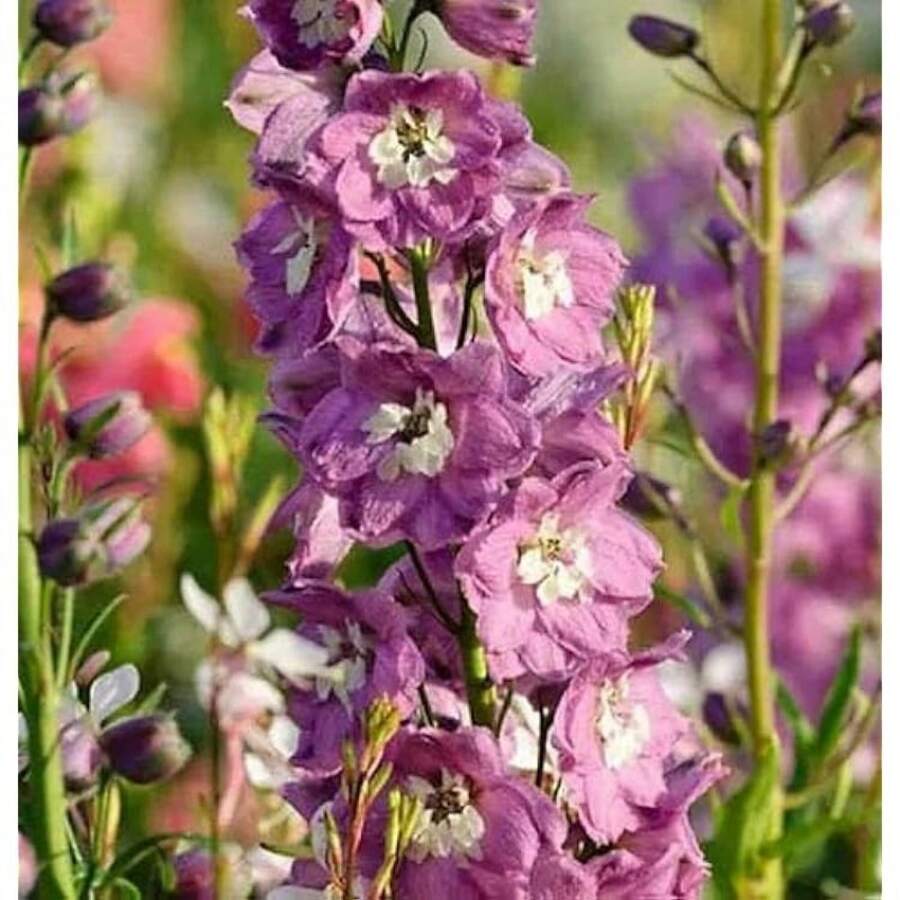 300pcs Swallow Grass Magic Fountain Cherry Blossoms White Bee Garden Flower Seeds Available For Planting - 300Pcs - View 1