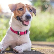 Collar de perro rosa fuerte, collares básicos para perros con collar de nylon transpirable de liberación rápida para cachorros, perros pequeños, medianos y grandes, niña - Rosa Fucsia - Ver 2