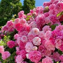200 Rosas Exóticas Flores de Adenium Obesum Semillas de Rosas Plantas en Maceta para Jardines de Casa, Flores  para Cultivo al Aire Libre - 200 - Ver 3