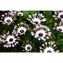 100 Pieces Of Rare Purple Forget-Me-Not Seeds For Planting - 變體1 - 查看 2