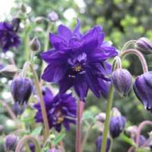 Double Columbine Black 200 Seeds - 200粒種子 - 查看 3