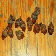 Scarlet Oak Tree Seedling (Quercus Coccinea) Cuckoo Clock Leaf Deep Woods Seed Acorn Deep Red Color Fall Forest Look PRE  April 29th