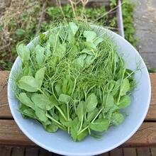 100seeds Pea Seedlings Pea Tip Seeds Pea Seeds Bean Sprouts Green Vegetables Sprouts Farm Vegetables Plants Live   Vegetable Seeds Seeds Hosta Plants Plants Gardening Flower Seeds Plant Flowers For Outside Semillas De Flores Para Sembrar Gardening  All  Plants For Outside Mosquito Repellent Outdoor Garden Plants Seeds For Planting Perennial Flower Seeds Plant Seeds - 100 - 查看 1