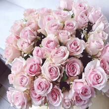 200pcs Pink Rose Seeds, Easy-To-Grow Flower Seedlings In All Seasons, Balcony Indoor Potted Flower Seeds Plants Live   Vegetable Seeds Seeds Hosta Plants Plants Gardening Flower Seeds Plant Flowers For Outside Semillas De Flores Para Sembrar Gardening  All  Plants For Outside Mosquito Repellent Outdoor Garden Plants Seeds For Planting Perennial Flower Seeds Plant Seeds