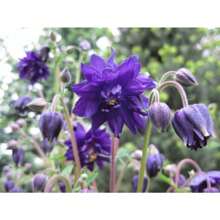 Double Columbine Black 200 Seeds - 200粒種子 - 查看 1