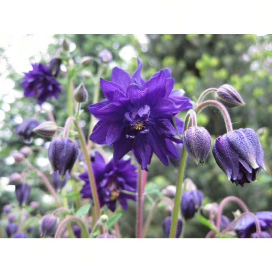 Double Columbine Black 200 Seeds - 200粒種子 - 查看 1