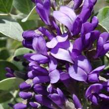 Sophora Secundiflora 200 Seeds - Texas Mountain Laurel