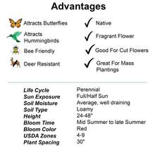 Scarlet Bee Balm (Monarda Didyma) Package With 25 Seeds With FREE Shipping