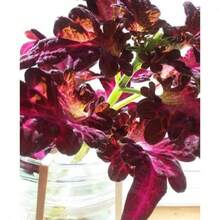 Color Mix Black Dragon Coleus Seeds, Indoor Shade Plant CC0120 - 變體1 - 查看 3