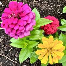 Dahlia Flowered Mix Zinnia Seeds - Zinnia Elegans - Pretty & Pollinator Friendly