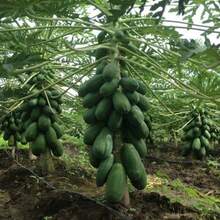 30+ Types Of Carica Seeds, Korg Seeds: Plant Your Own Papaya And Melon Trees With Traditional Garden Seeds - SEED - View 1