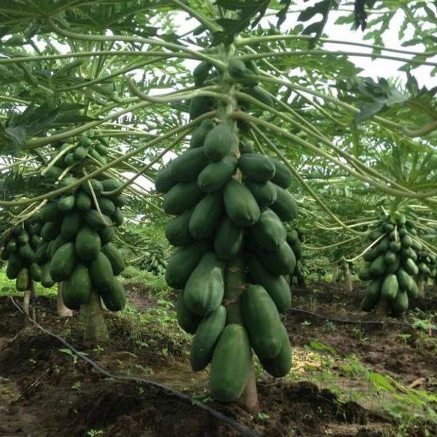 30+ Types Of Carica Seeds, Korg Seeds: Plant Your Own Papaya And Melon Trees With Traditional Garden Seeds - SEED - View 1