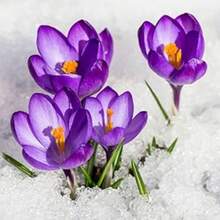 Easy To Grow Crocus 'Ruby Giant' Plant Bulbs (500 Seed) - Magenta Pink Flowering Blooms In Early Spring Gardens - 1pack-500 - View 2