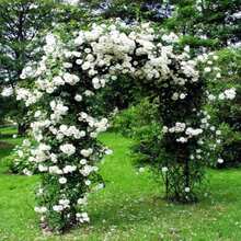 Climbing Fuchsia Roses - Choose The Color- 20 Seeds -Code381