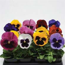 Premium Viola X Wittrockiana 'King Size' Seeds - Giant Mother-Of-Peter For Living Gardens - Colors - Organic - Floral Beauty