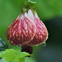 Abutilon Pictum Pink Chinese Lantern 100 Seeds - Biến thể 1 - Xem 3