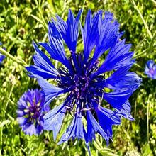 Cornflower/Bachelor Button Seeds - Centaurea Cyanus - Beautiful, Abundant And Edible