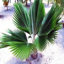 100pcs Seeds Fiji Fan Palm Tree Seeds Pritchardia Pacifica Fast Growing Tropical Plant - Variant1 - View 1