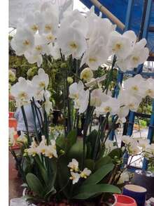 SUSTRATO DE CORTEZA DE PINO PARA ORUIDEAS PARA MACETAS Y JARDIN - Café integral - Ver 3