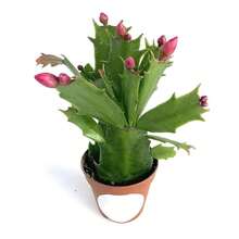 NO BAD SEED!Christmas Carnation Cactus Beautiful Indoor Plant, Fully Rooted In Seedling Pot 610