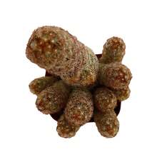 Live Succulent (Echeveria), 2" Live Succulent Fully Rooted In Plants,  Of Vegetable Seeds, Hosta Plants, Live Plants, Garden Plants, Flower Seeds, Plants For Outdoors, Mosquito Repellent, Outdoor Garden, Perennial Plants, Seeds For Planting, Live Plants, , No Seeds, Perennial Flower Seeds, Plant Seeds