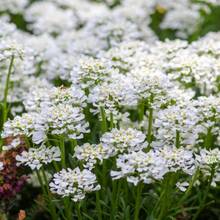Seeds Candytuft Plants Live Candytuft Plants In A Inches Pot For Planting White Flowering Plants Live For Fall Planting Outdoor Flowers Plants Horticulture Nature