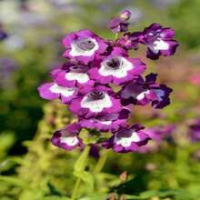 100 SENSATION MIX PENSTEMON Hartwegii Barttonge Colors Bicolor Red, Pink, White, Purple, White Flower Seeds - 種子 - 查看 1