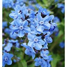 Forget Me Not Seeds - Cynoglossum - 500 Seeds