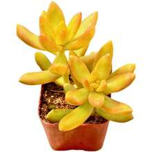 Succulents Starter Succulents Easy Care Houseplants Rooted In Succulent Mix Pot And Soil Not Included - 100Seeds - View 2