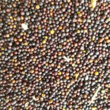 100 Tianren Chrysanthemum Seeds Potted Plant Seeds Tree Seedlings Decoration 1000 Chrysanthemum Seeds Suitable For Planting, Perennial Flower Seeds Non GMO Traditional Seeds Deep Red, Red, Pink, Yellow, Orange Chrysanthemums, Natural Fragrance, Air Purification, Uninterrupted Garden Pot Planting All Year Round - 100粒菊花種子 - 查看 6