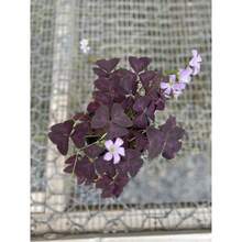 150Pcs Purple Oxalis Shamrock Seeds Oxalis Triangularis Seeds For For Fall Planting - Variant1 - View 4