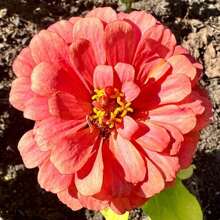 Dahlia Flowered Mix Zinnia Seeds - Zinnia Elegans - Pretty & Pollinator Friendly