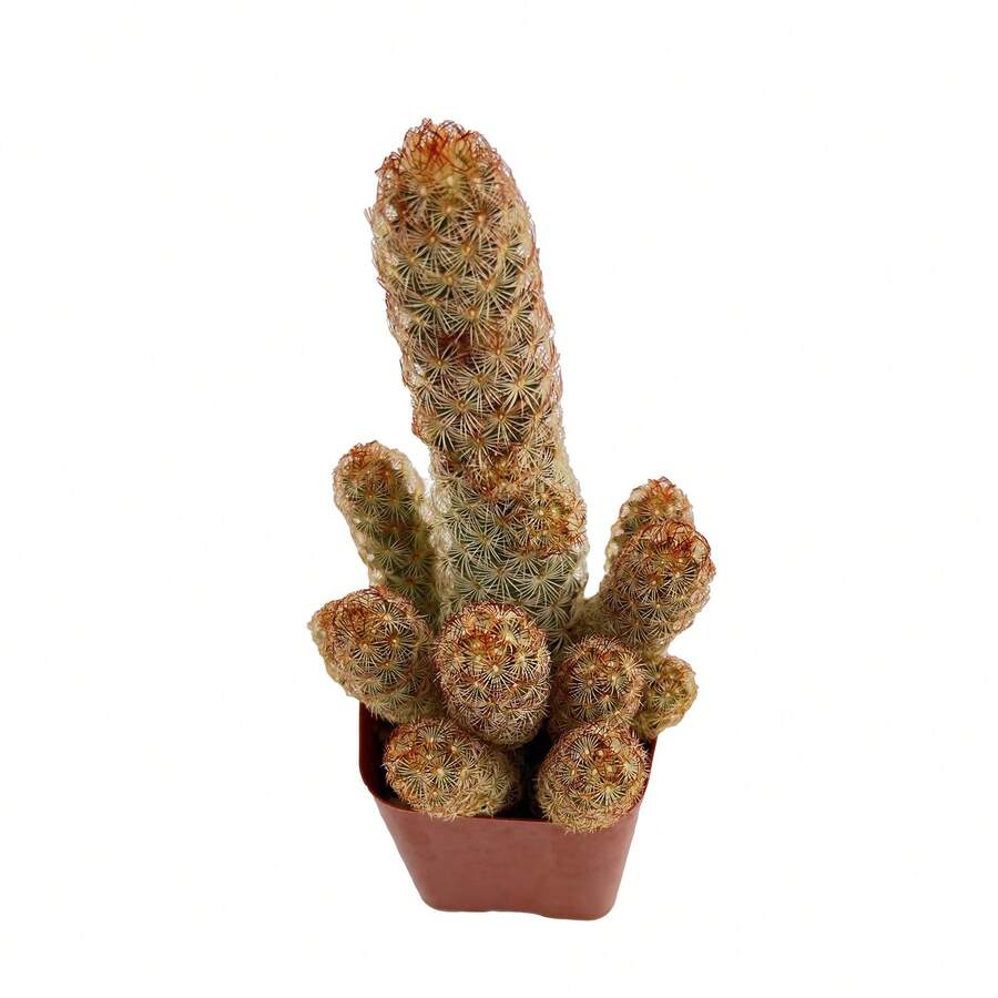 Live Succulent (Echeveria), 2" Live Succulent Fully Rooted In Plants,  Of Vegetable Seeds, Hosta Plants, Live Plants, Garden Plants, Flower Seeds, Plants For Outdoors, Mosquito Repellent, Outdoor Garden, Perennial Plants, Seeds For Planting, Live Plants, , No Seeds, Perennial Flower Seeds, Plant Seeds