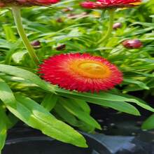 Strawflowers Seed Pack 25 Seeds - SEED - View 5