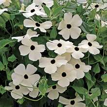 Black Eyed Susan Vine - Seeds - White - Thunbergia Alata - SEED - View 3