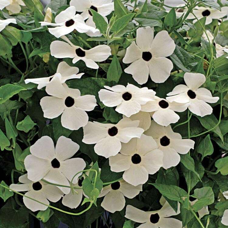 Black Eyed Susan Vine - Seeds - White - Thunbergia Alata - SEED - View 3