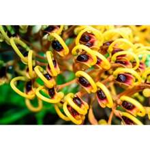 35 Silk Oak Orange Flowers Southern Silver Oak Grevillea Robusta Seeds