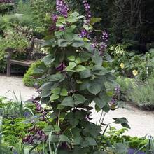 210 Pieces Purple Bean Vine Seeds - Timeless, Fast-Growing Vegetable Seeds With Fragrant Leaves For Gardening