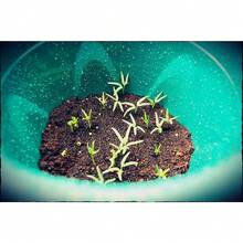 222 Pieces Chinese Kale Seeds - Chinese Kale, Wengcai, Brown - Chinese Spinach - Chinese Shallot Seeds, Chinese Kale Seeds For Planting - 222pcs - View 3