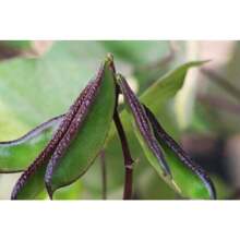 Pflanzen Blumen Herbst und Winter Küchen Topf Aromatherapie Gar Pflanzen lebend Ausverkauf Gemüsesamen Hosta Pflanzen lebende Pflanzen Gartenblumen Samen Pflanzen Blumen für draußen semillas de flores para sembrar Gartenlebensmittel Ausverkauf alle Ausverkauf lebende Pflanzen keine Samen lebende Pflanzen Ausverkauf Pflanzen für draußen Mückenschutz Outdoor Garten mehrjährige Pflanzen Samen zum Pflanzen lebende Pflanzen Ausverkauf keine Samen mehrjährige Blumensamen Pflanzensamen