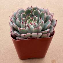 Live Succulent (Echeveria), 2" Live Succulent Fully Rooted In Plants,  Of Vegetable Seeds, Hosta Plants, Live Plants, Garden Plants, Flower Seeds, Plants For Outdoors, Mosquito Repellent, Outdoor Garden, Perennial Plants, Seeds For Planting, Live Plants, , No Seeds, Perennial Flower Seeds, Plant Seeds