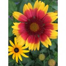 100 Tianren Chrysanthemum Seeds Potted Plant Seeds Tree Seedlings Decoration 1000 Chrysanthemum Seeds Suitable For Planting, Perennial Flower Seeds Non GMO Traditional Seeds Deep Red, Red, Pink, Yellow, Orange Chrysanthemums, Natural Fragrance, Air Purification, Uninterrupted Garden Pot Planting All Year Round - 100粒菊花種子 - 查看 3