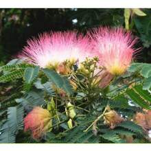 120 Pieces Mimosa Tree Seeds  Pink Silk Flower Plant Bonsai