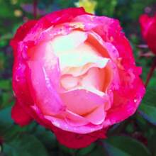 130 Pieces Rose Planting, Garden Decoration, Outdoor Flower Planting, Fruit And Vegetable Lovers, Warm And Comfortable Gifts From Nature