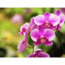 New 110 Pieces Phalaenopsis Orchid Flower Seeds Black Generic
