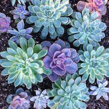 150pcs Mixed Rare Succulent Seeds, Mult-Color Indoor/Outdoor Plant