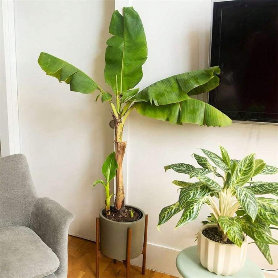 The Maverick SUPSEED 100 Fresh Banana Seeds Non-GMO Easy To Plant Indoor/Outdoor Pot Container Garden - 50 - View 1