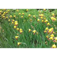100 Heirloom Iris Seeds: Add A Touch Of Elegance With Fragrant, Easy-To-Grow Perennials
