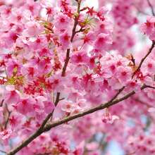 Together, Cherry Suitable For Planting Rare Japanese Cherry Blossom Tree Seeds In Bonsai